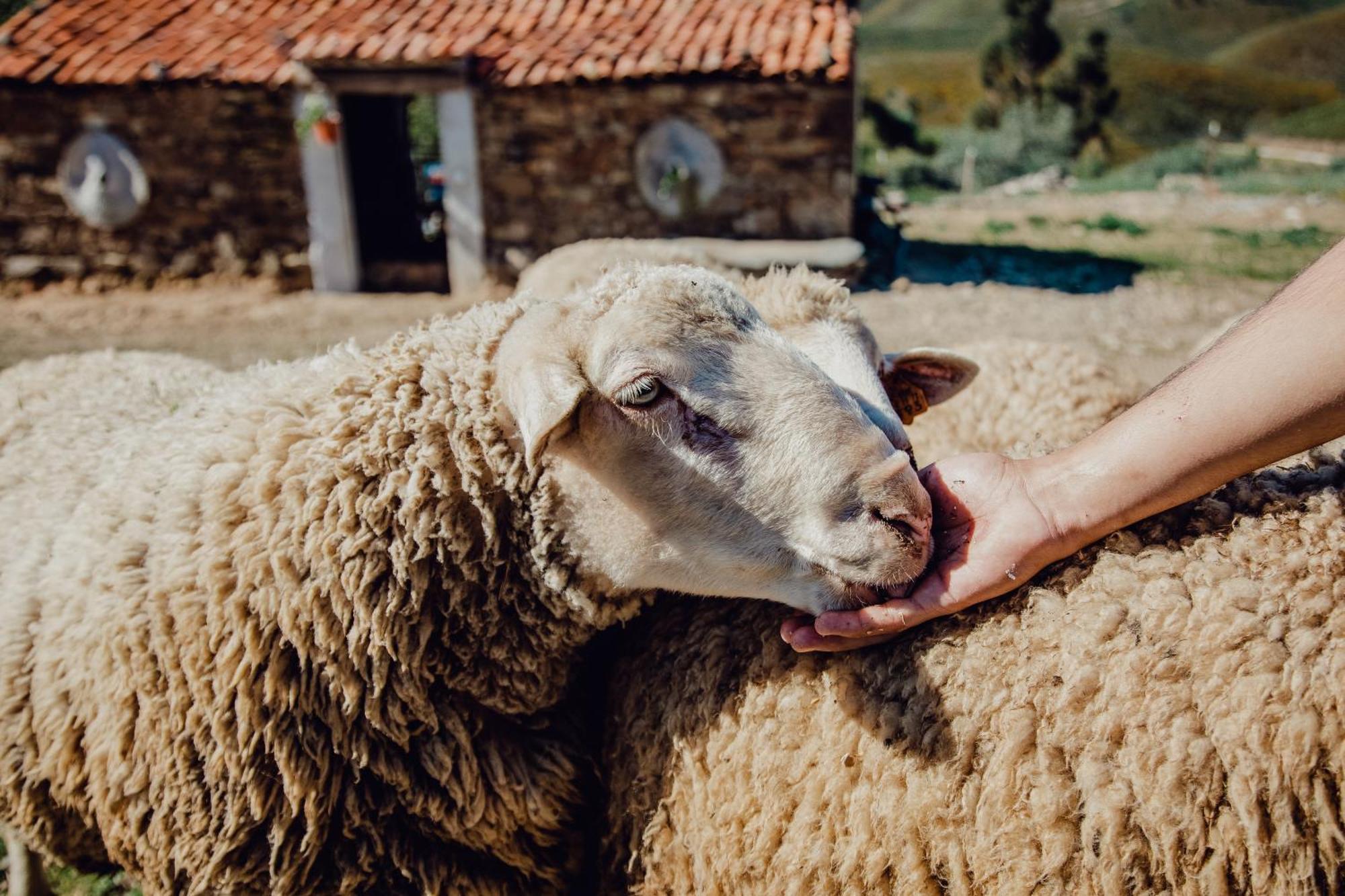 Quinta Dos Avos Lourenco Sertã エクステリア 写真